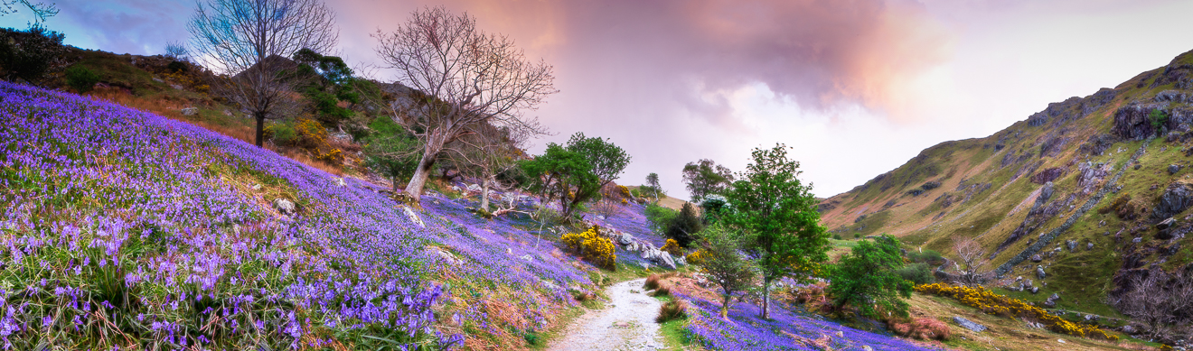 Rannerdale Bluebells